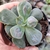 Echeveria Macarron - carunculas