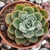 Echeveria parva x raindrops - carúnculas - comprar online