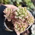 Sedum Joyce tulloch variegata 2C pote 6 na internet