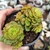 Echeveria Rolly 2B pote 9 na internet