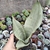Sanseveria Prateada 1A - pote 10 - SUCULOUCURA DA SEMANA - COMPACTAS