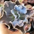 Echeveria gibbiflora zihe 3H/3G pote 11 - carunculas na internet