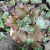 Echeveria gibbiflora Sharon 1A pote 11 - NOVIDADE - Nani Suculentas