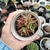 Echeveria Red Flame 2C pote 7 - SUCUOFERTA ESPECIAL na internet