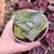 Mini agave ouhi raijin pote 8 4B - NOVIDADE