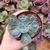 Echeveria Gibbiflora new heigths 4D pote 9 - carunculas