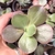 Echeveria big foot ondas 4F pote 9