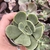 Echeveria green spoon 3B pote 9 - comprar online