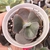 Echeveria gibbiflora Bubble machine 3F pote 8 - carunculas - comprar online