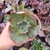 Echeveria gibbiflora cherubino 4F pote 9 - carunculas