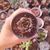 Echeveria dionysos 2D/2J pote 6