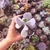 Cotyledon orbiculata 2H/2B pote 9 na internet
