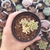 Sedum Joyce tulloch variegata 2F pote 7