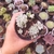 Echeveria Prolifica 2F pote 11