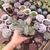 Kalanchoe millottii 2H pote 8