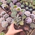 Kalanchoe millottii 2H pote 8 - comprar online