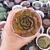 Echeveria Anne 2J pote 8 - comprar online