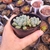 Echeveria blue feather 2F pote 8 - Nani Suculentas