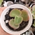 Echeveria gibbiflora chamaino 3F pote 7 - comprar online