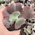 Echeveria gibbiflora sem id 3007 pote 9 - comprar online