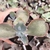 Echeveria Gibbiflora sem id 3D - carunculas - comprar online