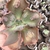 Echeveria Gibbiflora B003 4A pote 9 - carunculas - NOVIDADE na internet