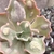 Echeveria gibbiflora marjorie pogue - carunculas na internet