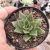 Echeveria Tiffany 2C pote 7 - comprar online