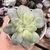 Echeveria Valentina 2D pote 9 - comprar online