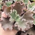 Echeveria gibbiflora Rameau 4A/4E pote 9 - carunculas - SUCULOUCURA DA SEMANA - comprar online