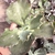 Echeveria Gibbiflora War Dancer 4G - pote 11 - comprar online