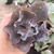 Echeveria gibbiflora zihe 3H/3G pote 11 - carunculas - comprar online