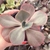 Echeveria gibbiflora zauberblume 3D pote 11 - comprar online