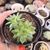 Echeveria agavoides rainstar 2J pote 8 - comprar online