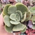 Echeveria green spoon 3B pote 9 na internet