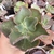 Echeveria gibbiflora Tetrão 3G pote 11 - Coleção Brilho do Sol - comprar online