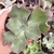 Echeveria gibbiflora Fasson 156 3H pote 11 - comprar online