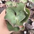 Echeveria gibbiflora gantois 3H pote 9 - comprar online