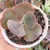 Echeveria gibbiflora Bubble machine 3F pote 8 - carunculas na internet