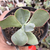 Echeveria gibbiflora hepaestus 4C pote 9 - comprar online