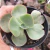 Echeveria gibbiflora sem id 3173 4G pote 9 - comprar online