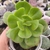 Echeveria Ginmei Tennyo 2I pote 11 - comprar online