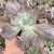 Echeveria gibbiflora Aquila bdj pote 11 - carunculas - sem raízes - NOVIDADE - comprar online