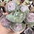 Echeveria gibbiflora purple snow 3G pote 11 - carunculas - emitindo raízes - NOVIDADE - comprar online