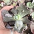 Echeveria gibbiflora Bonn 3G pote 9 - carunculas - emitindo raízes - comprar online