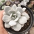 Echeveria Cally Argentea 2I pote 8 - comprar online