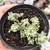 Crassula lanuginosa 2I pote 7 - comprar online