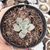 Echeveria Riga 2I pote 6 - comprar online