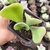 Kalanchoe Oricula 2H pote 8 - SUCUOFERTA ESPECIAL na internet