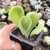 Kalanchoe Oricula 2H pote 8 - SUCUOFERTA ESPECIAL - comprar online